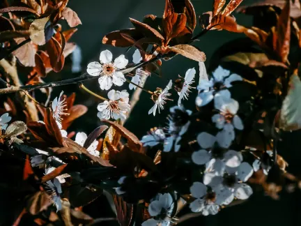 גלימר קזינו אפליקציה לנייד